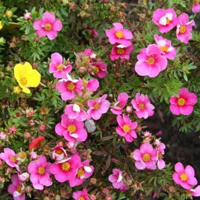 Potentilla Bella Rosa C2